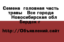 Семена (головная часть))) травы - Все города  »    . Новосибирская обл.,Бердск г.